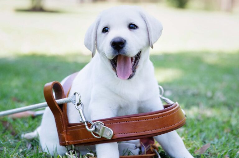 Wanted: loving homes for puppies