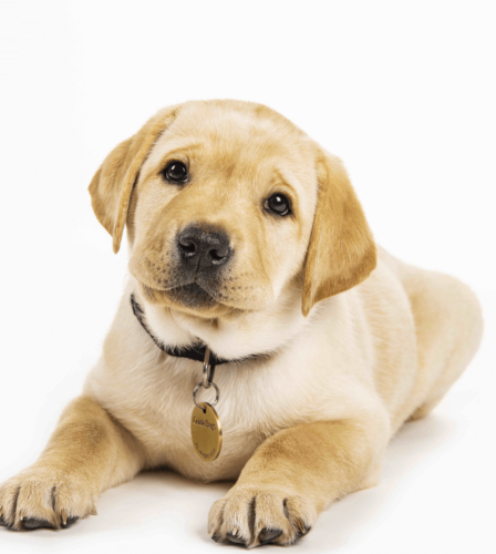 Guide Dogs named Australia’s Most Trusted Charity