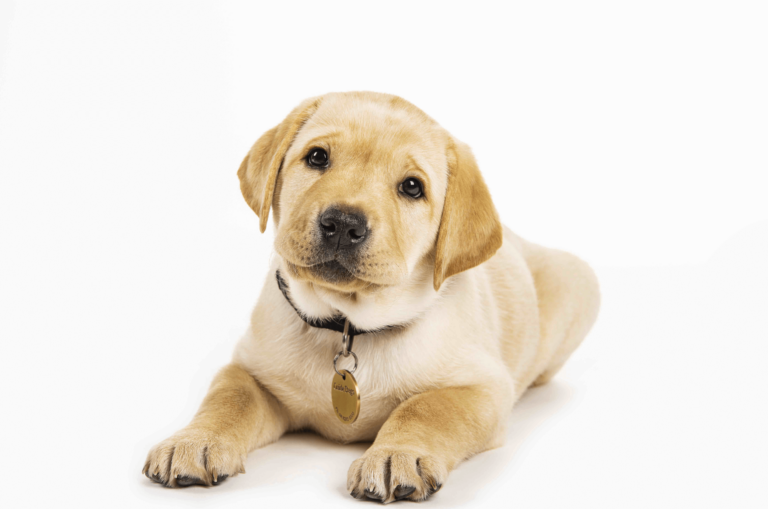 Guide Dogs named Australia’s Most Trusted Charity