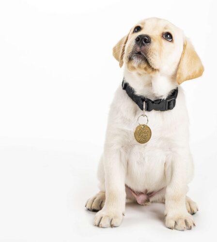 Guide Dogs wins Australia&#8217;s Most Trusted Charity &#8211; AGAIN!