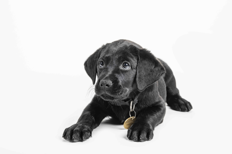 Black labrador puppy on white background