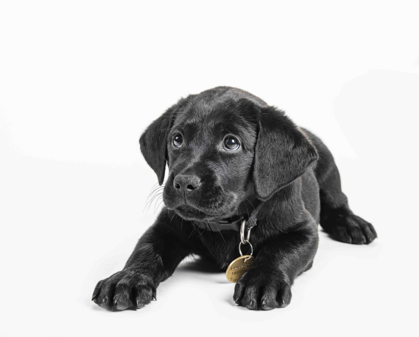 Black labrador puppy on white background