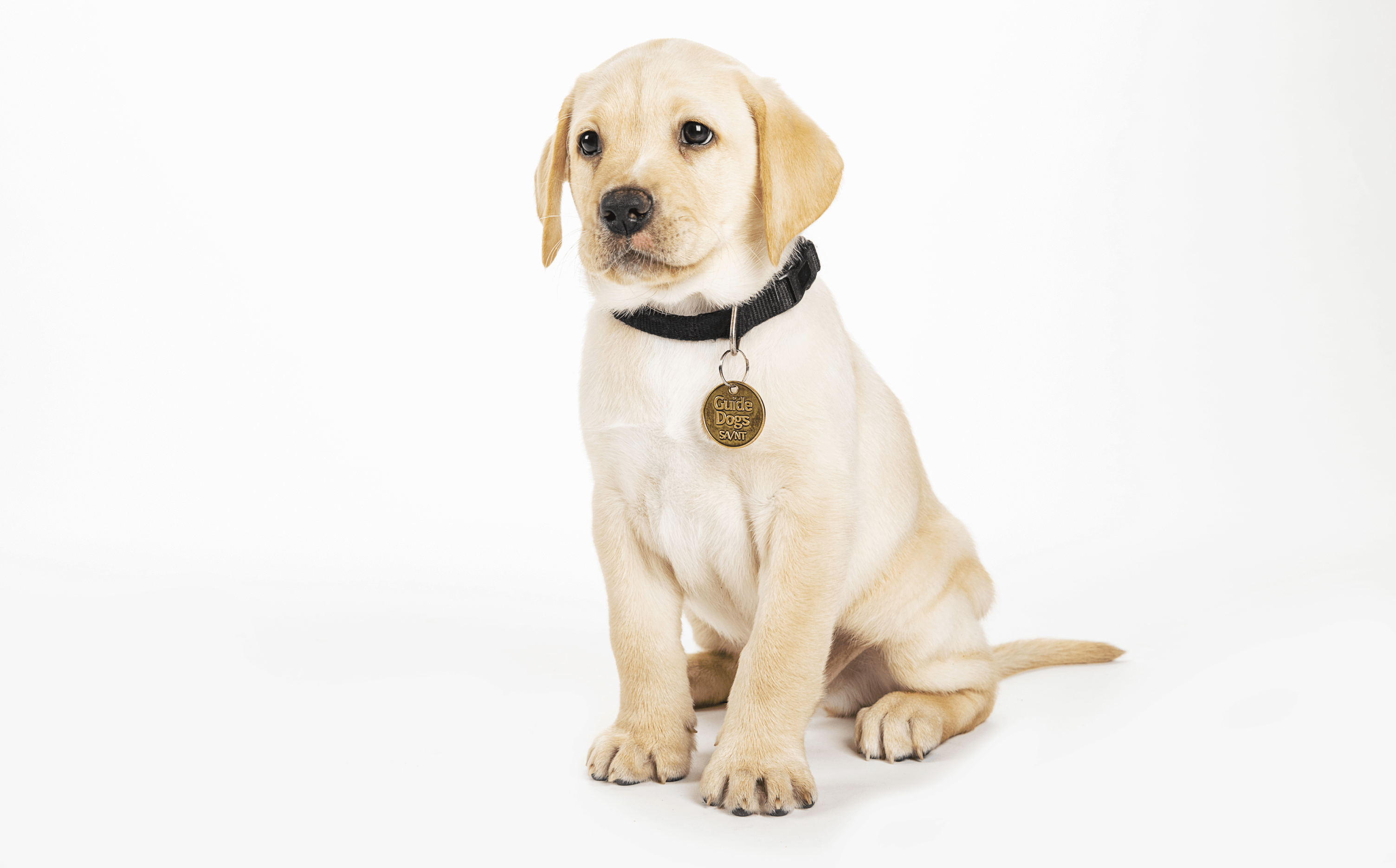 Yellow Labrador puppy with a black collar and a tag, sitting on a white background.
