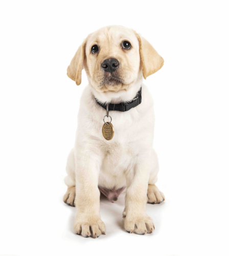 Our Working Dogs Join Forces in NT