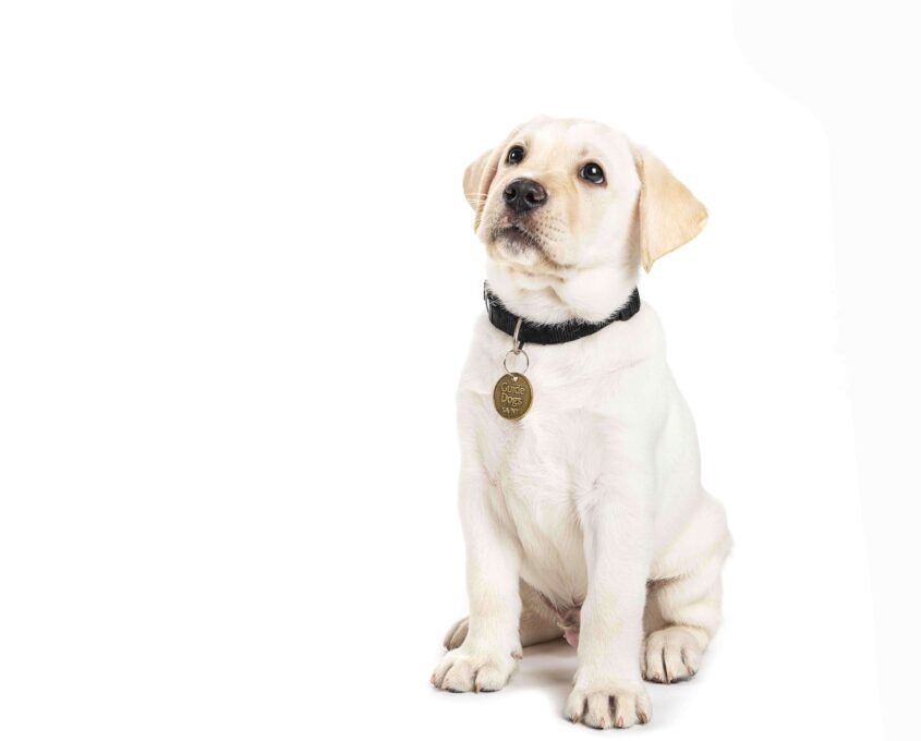 A yellow Labrador puppy with a black collar and a tag sits against a white background.