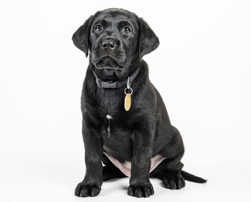 A black Labrador puppy sitting on a white background.