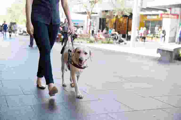 Person walking a yellow Labrador retriever on a city street.