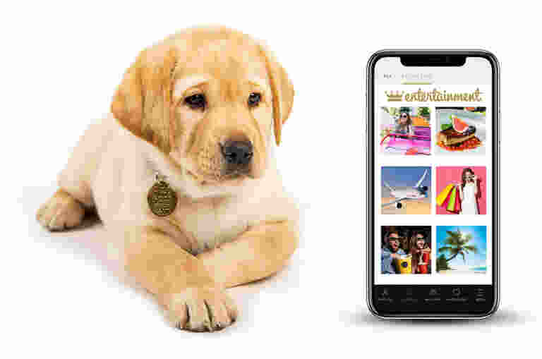 Gold puppy next to mobile phone