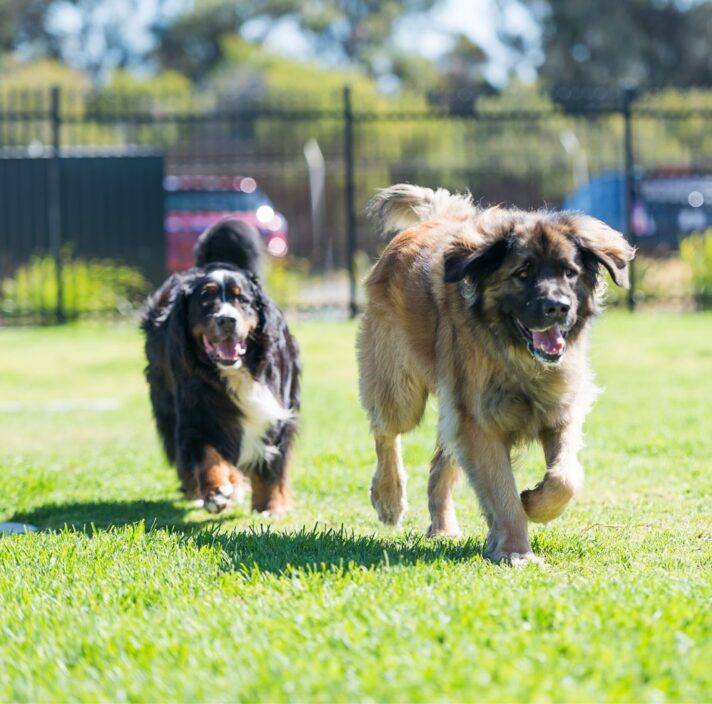 Beau's Pet Hotel Guide Dogs SA/NT