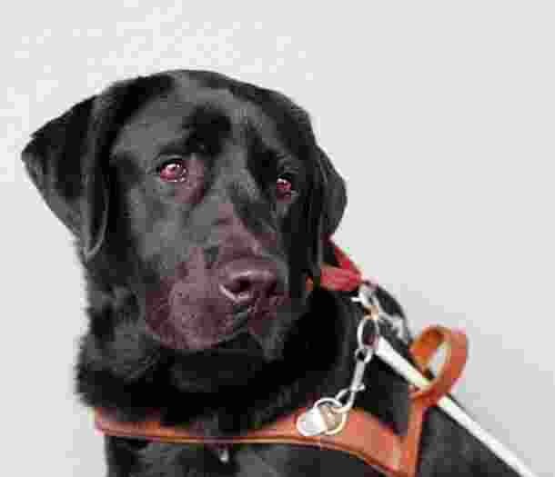 A black labrador Guide Dog seated against a grey background. The Guide Dog is in harness and is looking to the right of the camera.