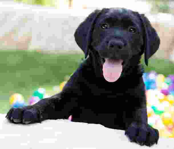 A ten week old black labrador puppy with its front paws perched onto a ledge outside. The puppy has its mouth open and its tongue hanging out and there are multi coloured balls in the background.