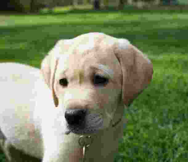 An eight week old puppy standing outside on some grass. The puppy is looking to the left of the camera.