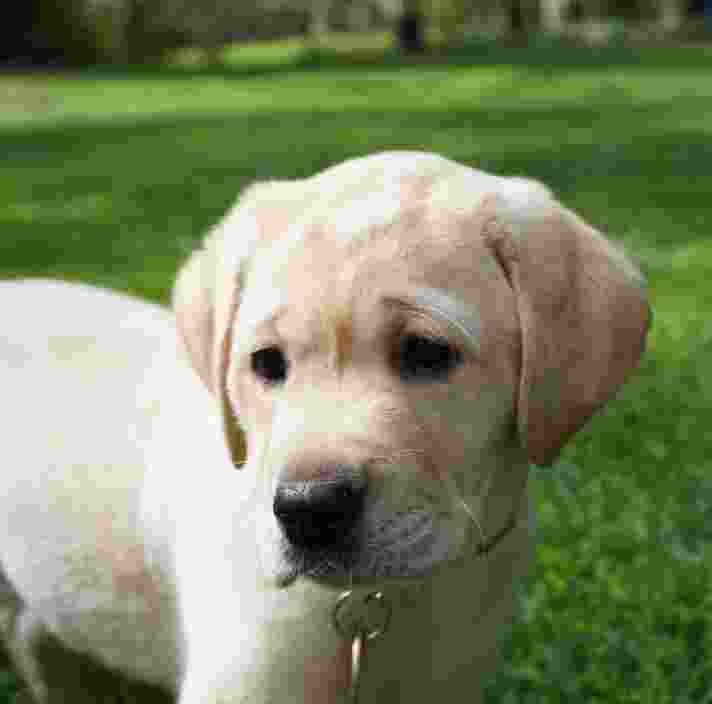 An eight week old puppy standing outside on some grass. The puppy is looking to the left of the camera.