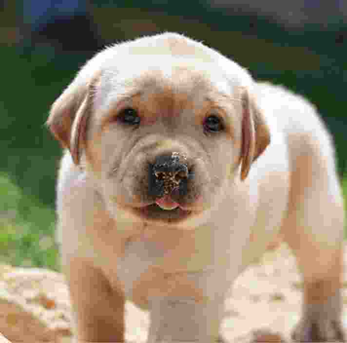 A seven week old yellow labrador puppy standing outside in sand. The puppy is looking at the camera and has some sand on the end of its noise.