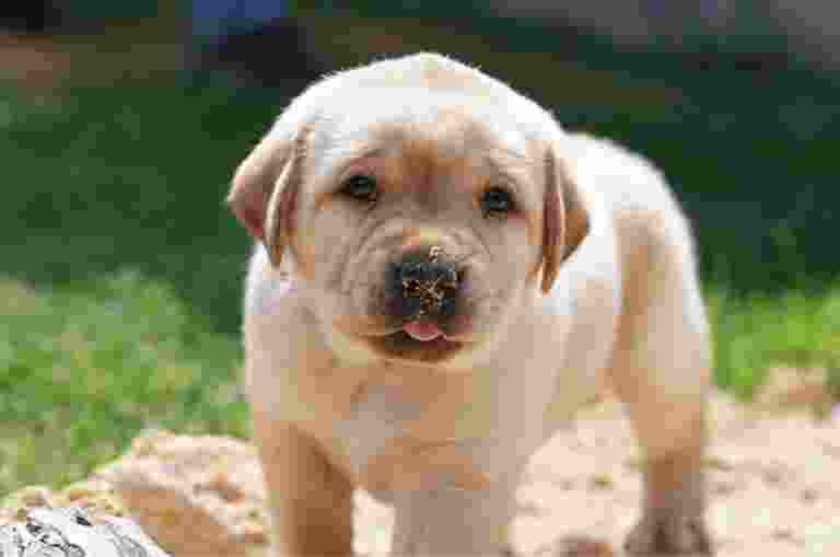 A seven week old yellow labrador puppy standing outside in sand. The puppy is looking at the camera and has some sand on the end of its noise.