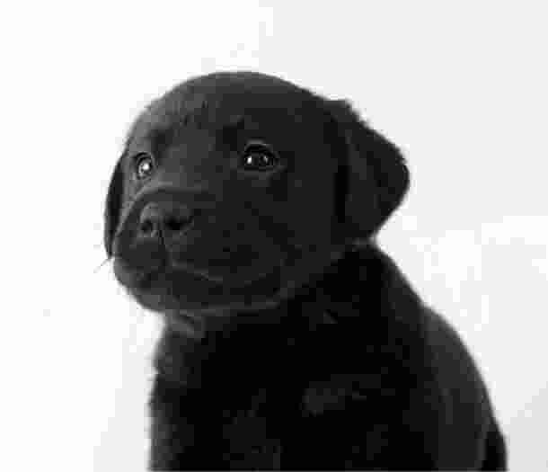 A black eight week old labrador puppy sitting looking at the camera.