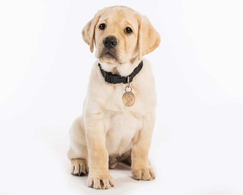 A yellow 12 week old labrador puppy sitting on its back legs looking at the camera against white background.