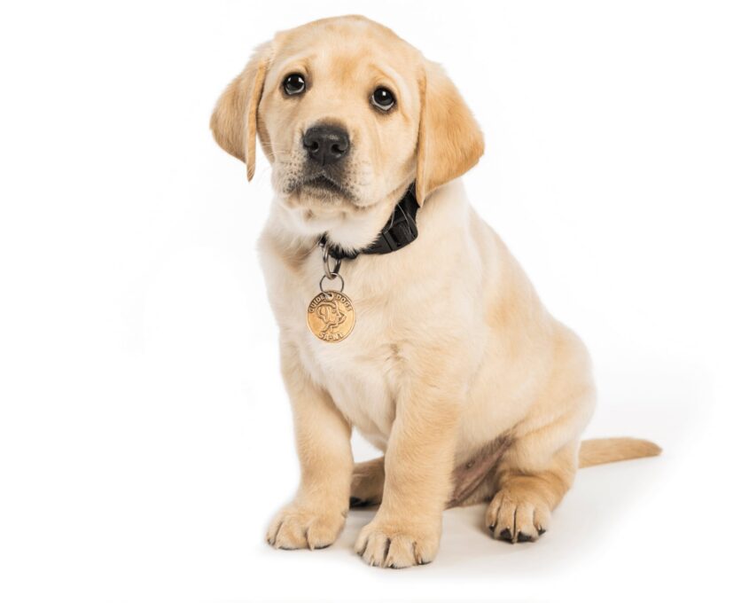 A yellow 12 week old labrador puppy sitting on its back legs looking at the camera against white background.