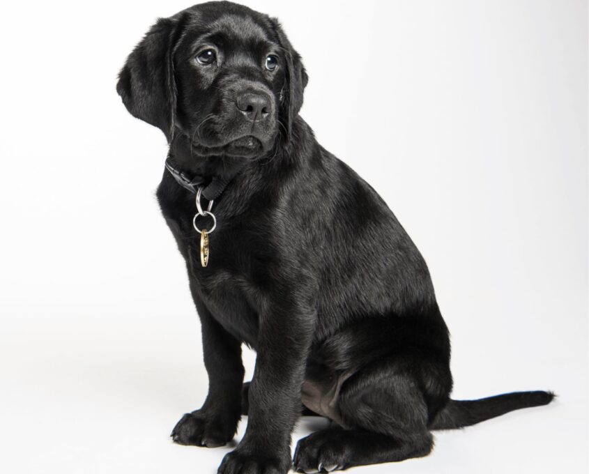 A black 12 week old labrador puppy sitting on its back legs looking to the right side of the camera against a white background.