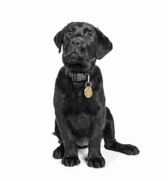 A black 12 week old labrador puppy sitting on its back legs looking at the camera and is against a white background.