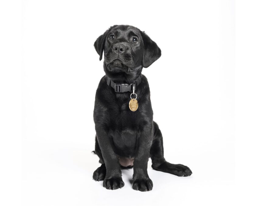 A black 12 week old labrador puppy sitting on its back legs looking at the camera and is against a white background.