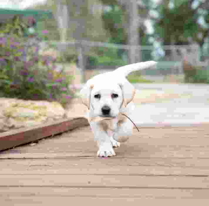 A yellow Labrador puppy runs on a wooden path holding a stick in its mouth, surrounded by greenery.