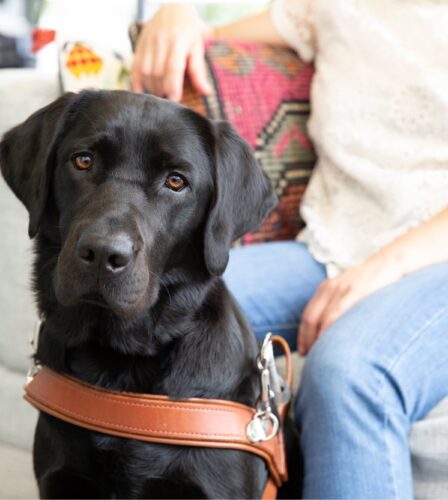 Guide Dogs encourage good &#8216;petiquette&#8217;