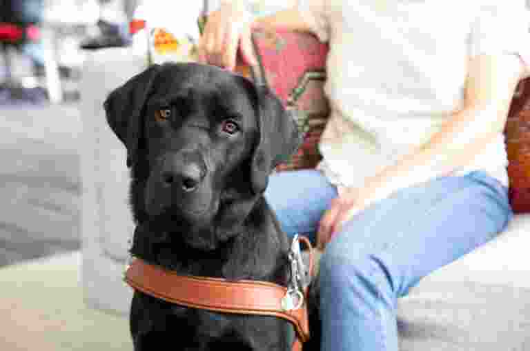 Black labrador dog in harness sitting next to its handlers leg.