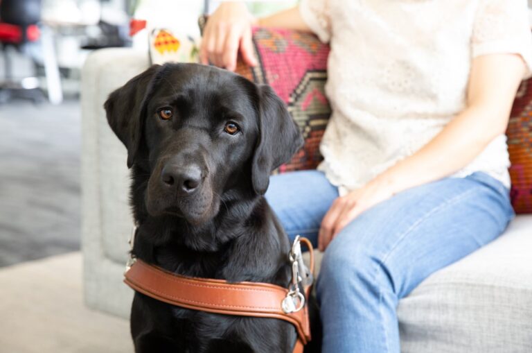 Guide Dogs encourage good &#8216;petiquette&#8217;