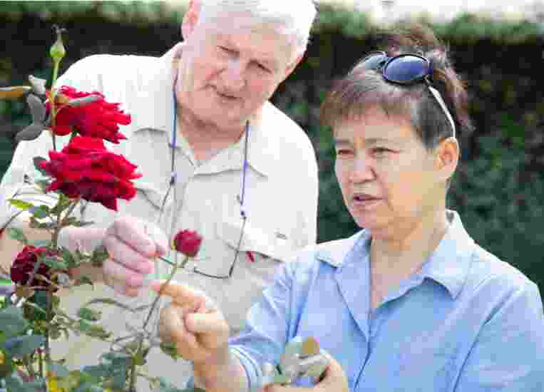 Two people looking at some flowers in a garden.
