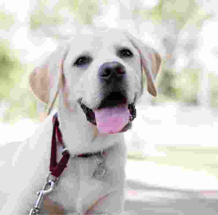 A yellow labrador dog standing outside on a lead looking at the camera with an open mouth.