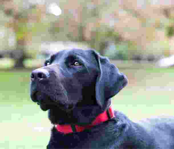 A close up image of a black labrador dogs face.