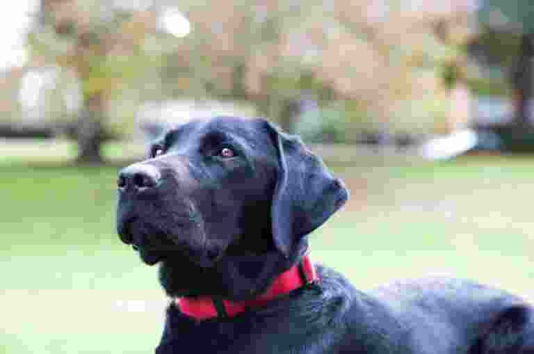 A close up image of a black labrador dogs face.