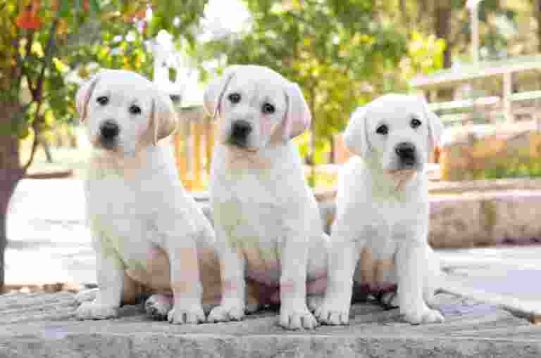 Three Labrador Retriever puppies sit side by side on a rock in an outdoor setting with trees in the background.