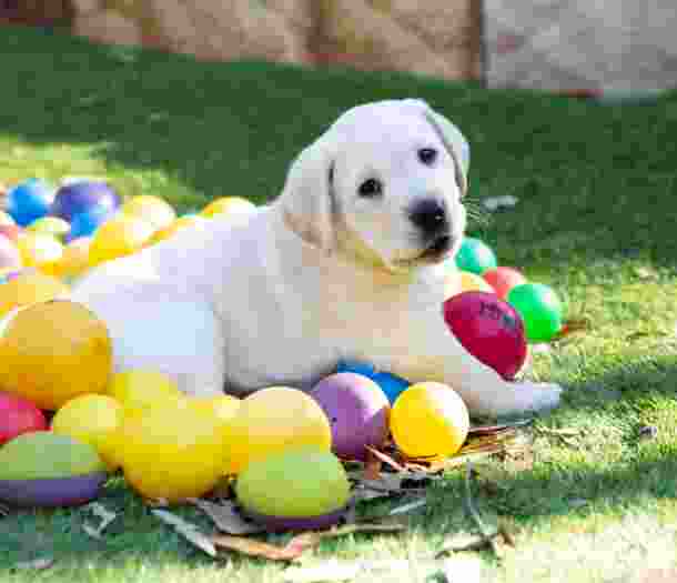 An eight week old yellow labrador puppy sitting outside on grass surrounded by multi coloured small balls.