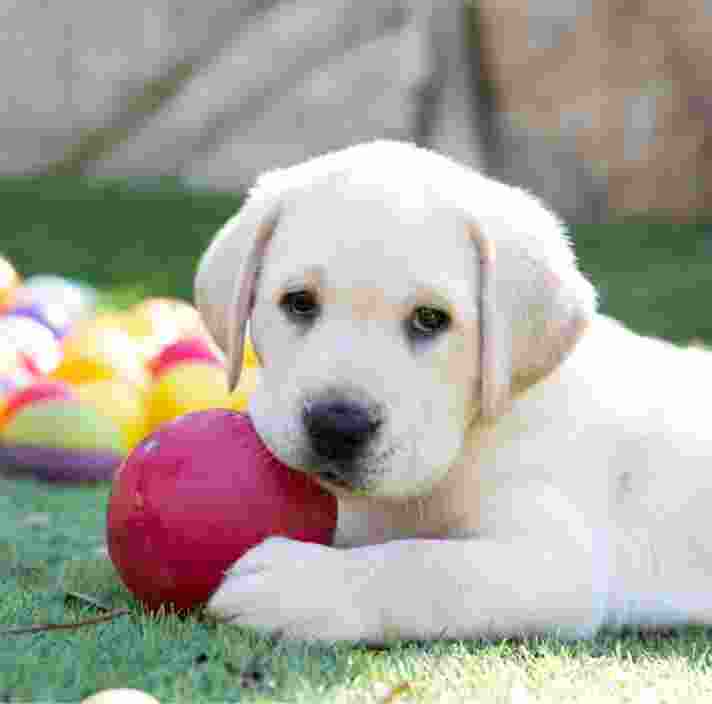 A yellow eight week old labrador puppy sitting outside on some grass with a dog toy in its mouth.