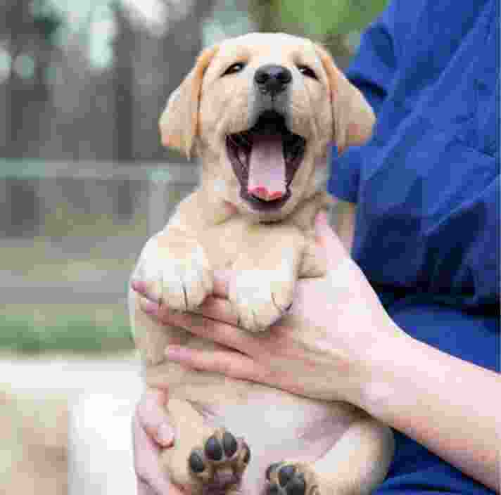 An eight week old caramel puppy being held by a person whilst outside. The puppy's mouth is wide open and looking at the camera.