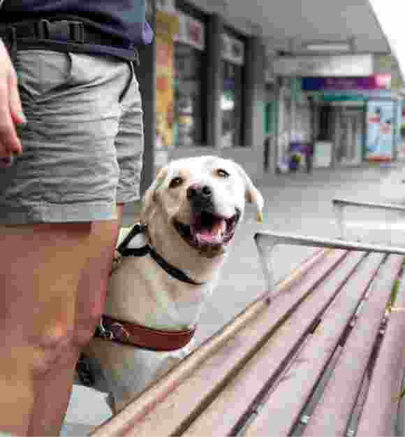 A yellow labrador Guide Dog, wearing a harness, with its handler, The dog is locating a bench and looking up at their handler.