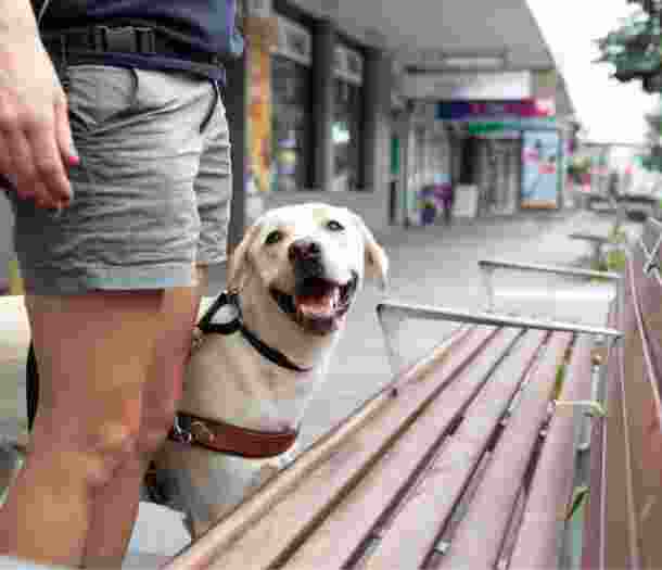 A yellow labrador Guide Dog, wearing a harness, with its handler, The dog is locating a bench and looking up at their handler.