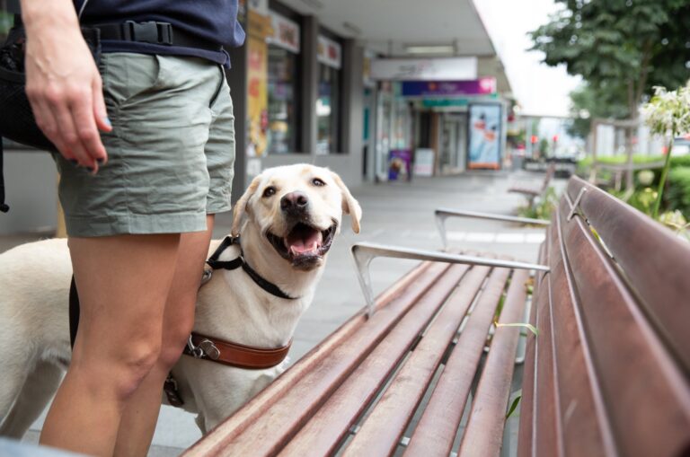 A yellow labrador Guide Dog, wearing a harness, with its handler, The dog is locating a bench and looking up at their handler.