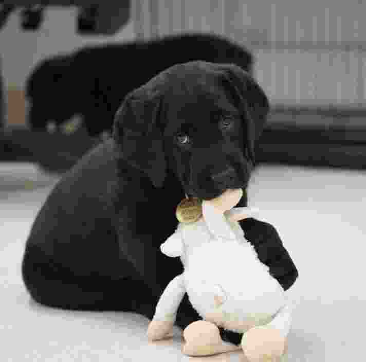 A ten week old black labrador puppy chewing on a soft toy. There is a second black ten week old puppy in the background that is out of focus but sniffing the ground.