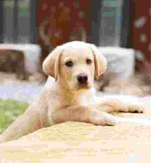 A yellow eight week old puppy outside with its front paws perched on a ledge. The puppy is looking straight at the camera.