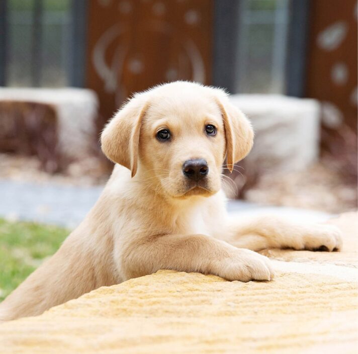 A yellow eight week old puppy outside with its front paws perched on a ledge. The puppy is looking straight at the camera.