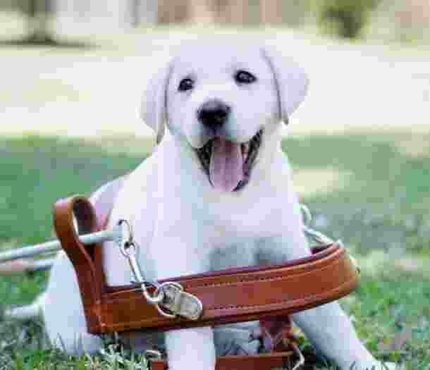 White labrador puppy in an adult guide dog harness that is too big.