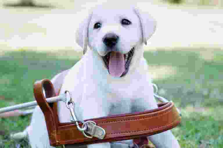 White labrador puppy in an adult guide dog harness that is too big.