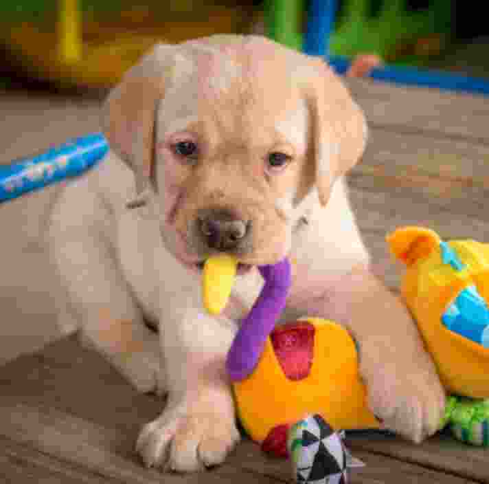 A young Labrador puppy plays with colorful toys on a wooden surface.