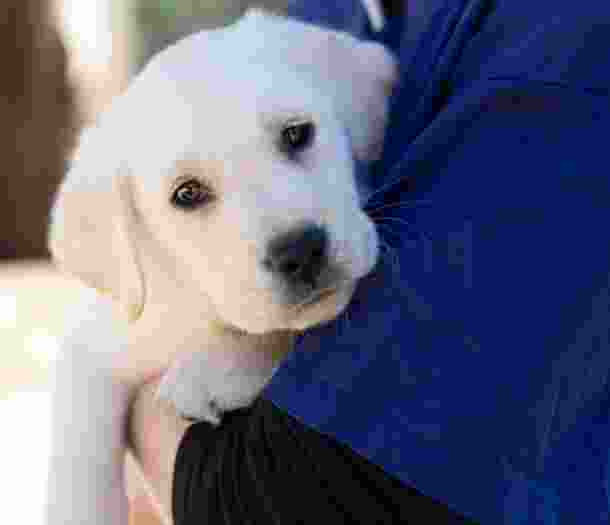 Close up image of an eight week old yellow labrador's face. The puppy is being held by a person and is resting its head on their arm.