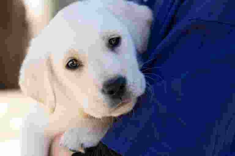 Close up image of an eight week old yellow labrador's face. The puppy is being held by a person and is resting its head on their arm.
