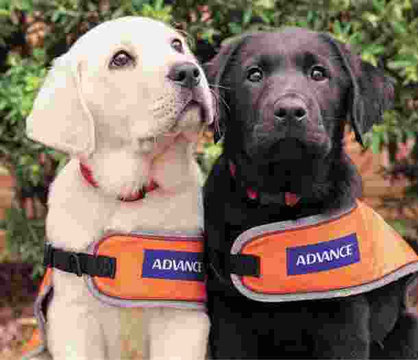 Two eight week old labrador puppies, one yellow and one black, seated outside looking at the camera. They are both wearing orange dog coats,