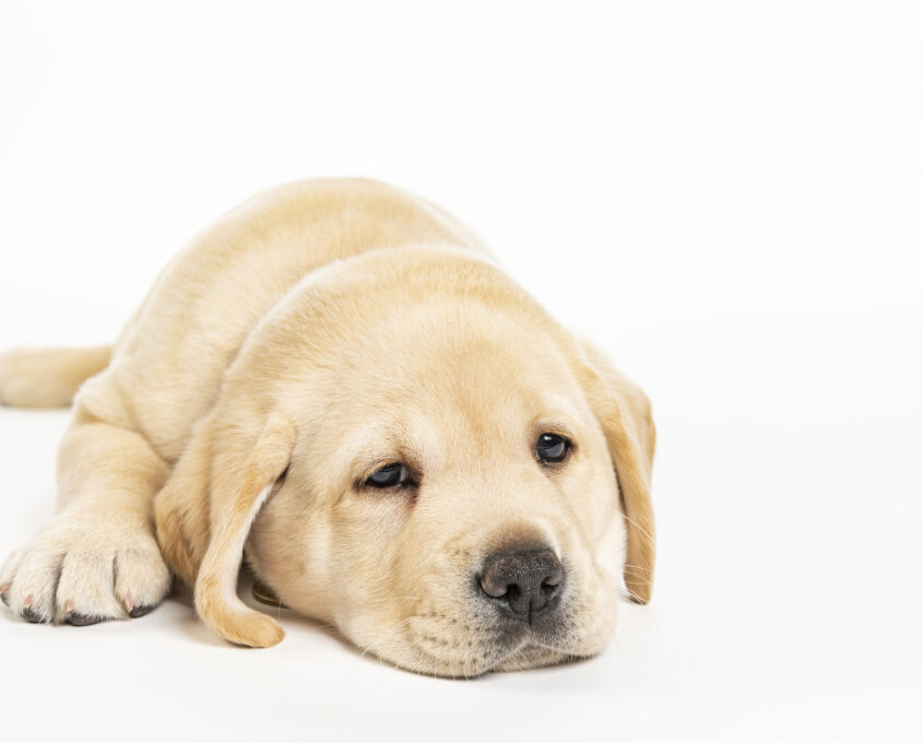 A golden Labrador puppy lies down on a white background, looking sleepy.